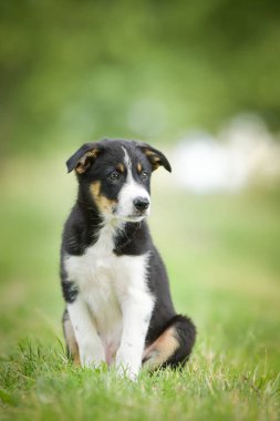 Doğadaki köpeğin bahar portresi. Doğası gereği çok sevimli. Çok güzel bir yüzü var.