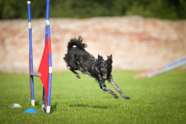 Köpek engellerin üzerinden atlıyor. Czech çeviklik yarışmasında harika bir gün..