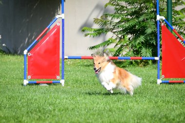 Köpek engellerin üzerinden atlıyor. Czech çeviklik yarışmasında harika bir gün..