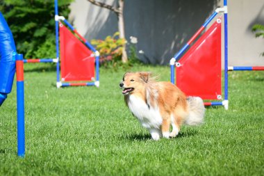 Köpek engellerin üzerinden atlıyor. Czech çeviklik yarışmasında harika bir gün..