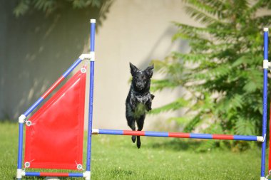 Köpek engellerin üzerinden atlıyor. Czech çeviklik yarışmasında harika bir gün..