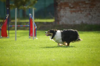 Köpek engellerin üzerinden atlıyor. Czech çeviklik yarışmasında harika bir gün..