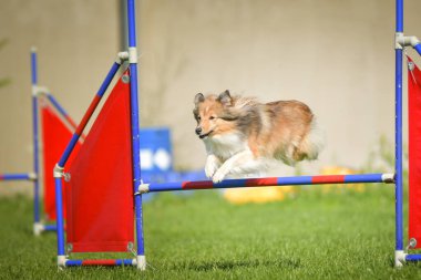 Köpek engellerin üzerinden atlıyor. Czech çeviklik yarışmasında harika bir gün..