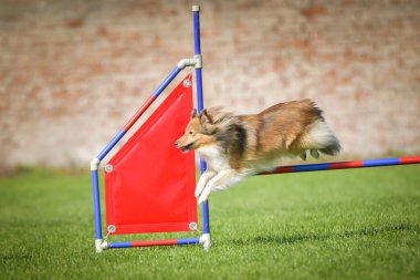 Köpek engellerin üzerinden atlıyor. Czech çeviklik yarışmasında harika bir gün..