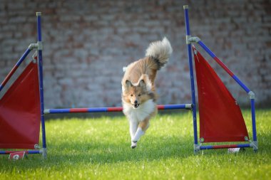 Köpek engellerin üzerinden atlıyor. Czech çeviklik yarışmasında harika bir gün..