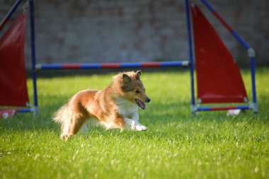 Köpek engellerin üzerinden atlıyor. Czech çeviklik yarışmasında harika bir gün..