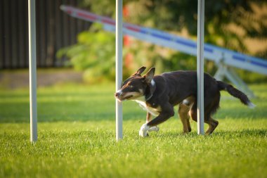 Köpek çeviklik eğitimi için slalom koşuyor yaz kampı czech slalom..
