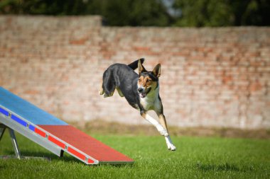 Harika, çılgın köpek testerede. Çeviklik konusunda inanılmaz bir köpek..