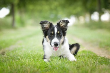 Doğadaki köpeğin bahar portresi. Doğası gereği çok sevimli. Çok güzel bir yüzü var.