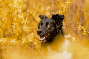 Doğadaki köpeğin bahar portresi. Doğası gereği çok sevimli. Çok güzel bir yüzü var.