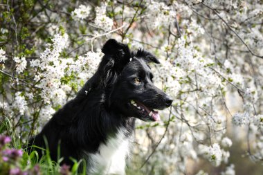 Doğadaki köpeğin bahar portresi. Doğası gereği çok sevimli. Çok güzel bir yüzü var.