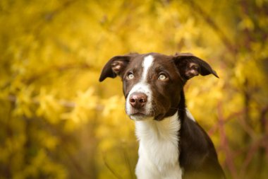 Doğadaki köpeğin bahar portresi. Doğası gereği çok sevimli. Çok güzel bir yüzü var.