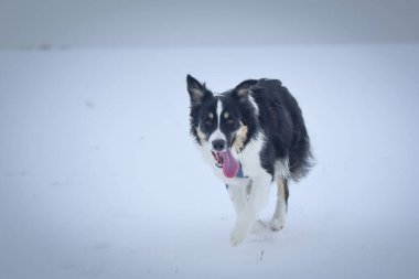 Üç renkli Sınır Çobanı karda sahada koşuyor. O çok yumuşak bir köpek..
