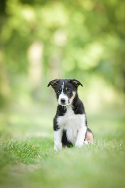 Doğadaki köpeğin bahar portresi. Doğası gereği çok sevimli. Çok güzel bir yüzü var.