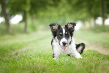 Doğadaki köpeğin bahar portresi. Doğası gereği çok sevimli. Çok güzel bir yüzü var.