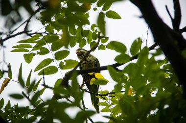 Beautisfull papağan Guell'ın Park, Barcelona