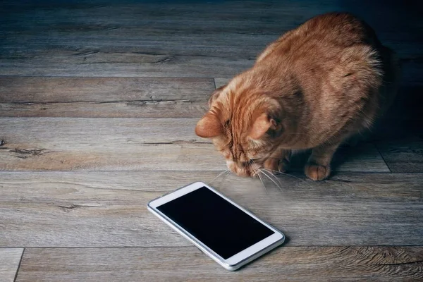 Zencefil kedi meraklı bir ahşap zemin üzerinde yatan bir tablet bilgisayar üstünde görünüyor.