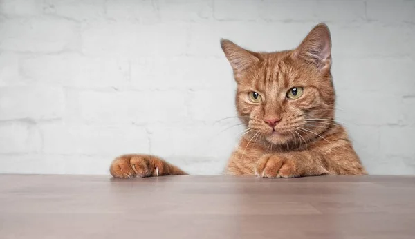 Милий Імбирний Кіт Виглядає Цікаво Столі — стокове фото
