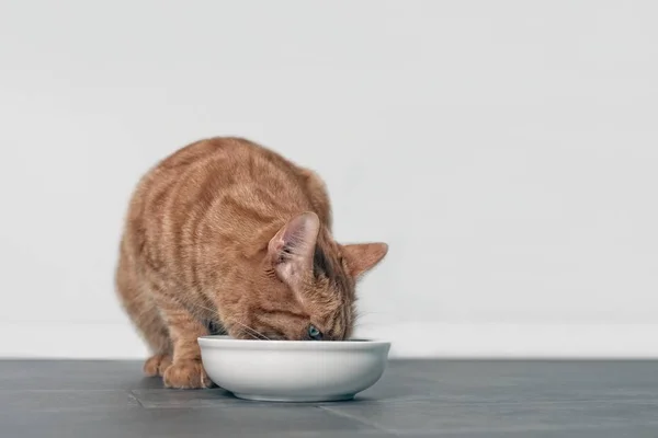 Gato Gengibre Bonito Comendo Uma Tigela Comida Branca — Fotografia de Stock