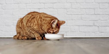 Şirin zencefil kedi beyaz tuğla duvar önünde bir beyaz gıda yemek içme. 