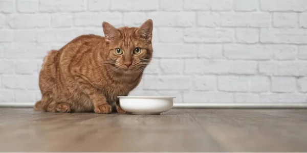 Adoeable Imbir Cat Siedzieć Wokół Miski Karmą Czekać Posiłek — Zdjęcie stockowe