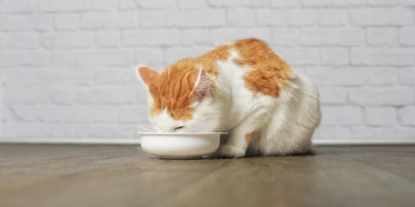 Gato Bonito Tabby Comendo Uma Tigela Comida Branca Frente Uma — Fotografia de Stock