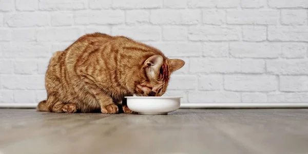 Şirin zencefil kedi beyaz tuğla duvar önünde bir beyaz gıda yemek içme. 