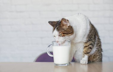 Eski tekir kedi süt bir bardaktan içiyor..