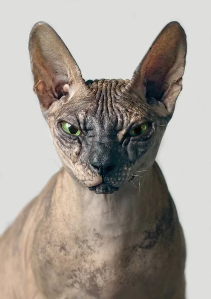 灰色の背景上に分離されて不機嫌そうなスフィンクス猫フロント ビューのポートレート クローズ アップ — ストック写真