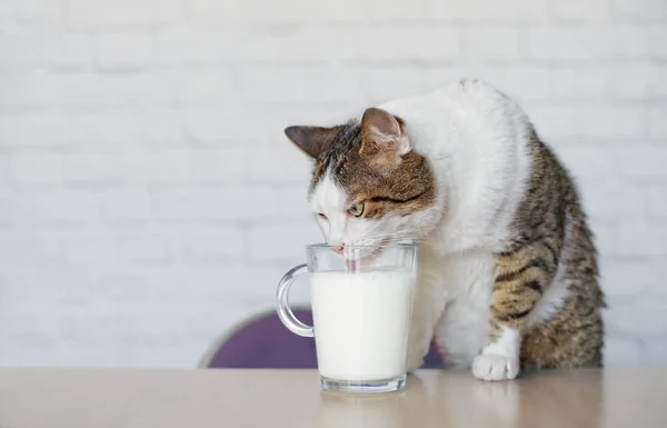 Παλιά Tabby Γάτα Πίνει Γάλα Από Κύπελλο — Φωτογραφία Αρχείου