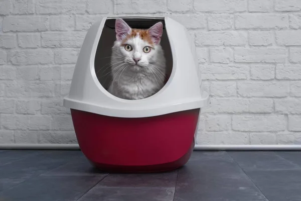 Симпатичная Кошка Тэбби Помощью Красной Закрытой Коробки — стоковое фото