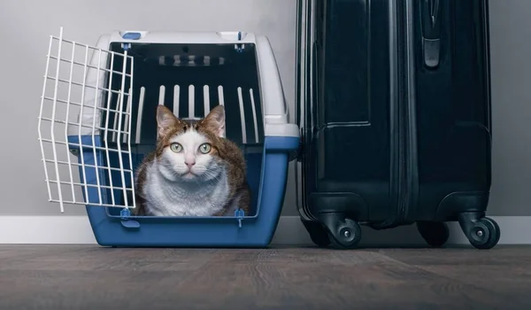 Viajando Com Gato Gato Tabby Que Olha Ansiosamente Portador Animal — Fotografia de Stock