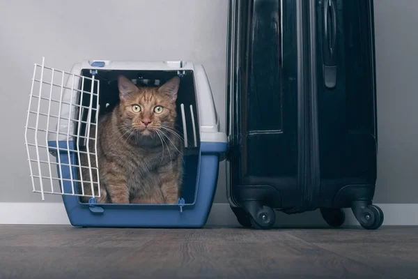 Viajando Com Gato Gato Gengibre Uma Transportadora Estimação Lado Uma — Fotografia de Stock