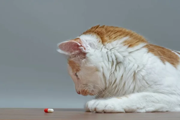 Gato Bonito Tabby Olhando Curioso Para Uma Cápsula Medicamento — Fotografia de Stock