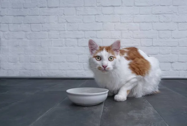 Lindo Gato Tabby Esperando Comida Para Ser Puesto Recipiente — Foto de Stock