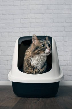Maine Coon kedi çöp kutusuna oturan ve yana doğru ilgisiz arıyor. Kopya alanı ile dikey görüntü.