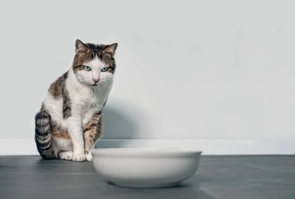 Hambriento Gato Tabby Mirando Emty Food Bowl — Foto de Stock