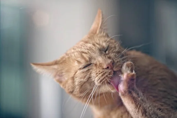 Kočičí Hygienu Roztomilý Zázvor Kočka Olizuje Jeho Tlapy — Stock fotografie
