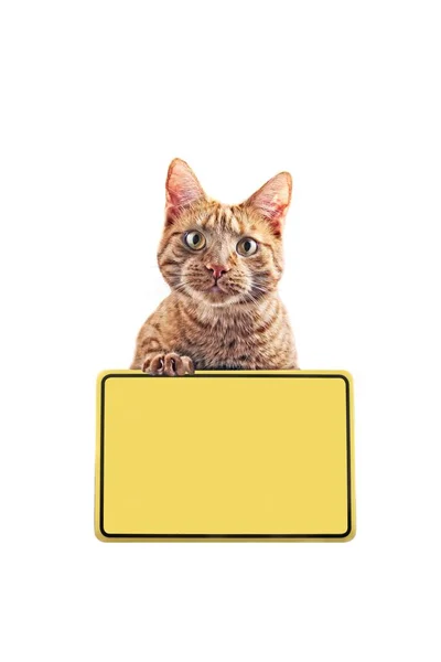 Schattige Kat Met Gele Teken Geïsoleerd Witte Achtergrond — Stockfoto