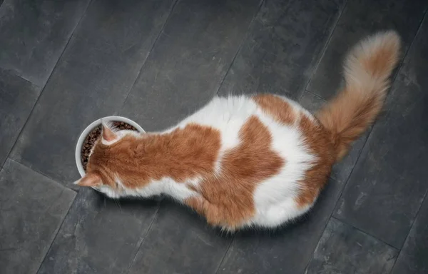 Tabby Katt Sett Ovenfra Mens Han Spiste Fra Hvit Matskål – stockfoto