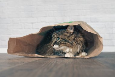 Bir kağıt torba yalan ve yana doğru seyir Maine coon kedi.