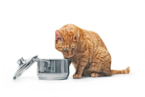 Gato Gengibre Com Fome Olhando Curioso Uma Panela Cozinha — Fotografia de Stock