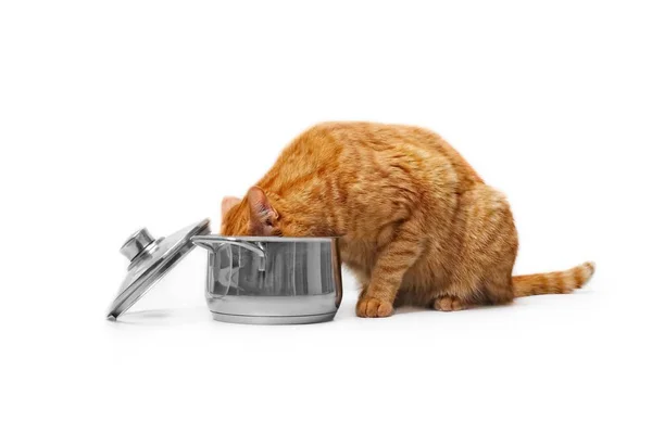 Gato Gengibre Comendo Fora Uma Panela Cozinha Vista Lateral Isolada — Fotografia de Stock