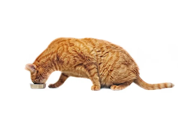 Gato Gengibre Comendo Fora Prato Comida Vista Lateral Isolada Branco — Fotografia de Stock