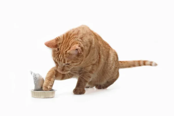 Gato Gengibre Bonito Rouba Comida Uma Tigela Comida Isolado Branco — Fotografia de Stock