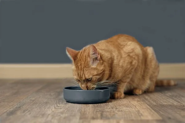 Ładny Kot Imbir Siedząc Przed Jedzenie Miska — Zdjęcie stockowe
