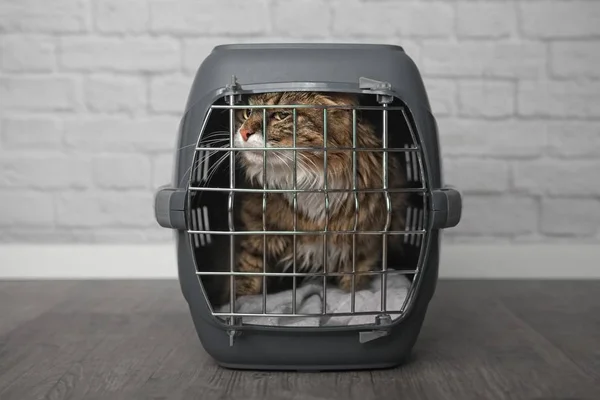 Maine Coon Cat Dentro Uma Caixa Suporte Gato Fechado Olhando — Fotografia de Stock