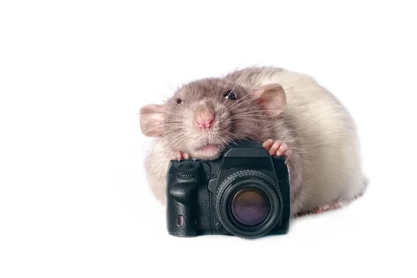 Carino Roditore Con Una Macchina Fotografica Giocattolo Isolato Sfondo Bianco — Foto Stock