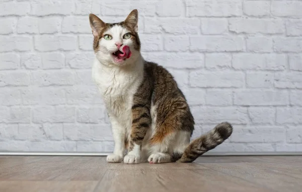 Tabby Gato Lambendo Lábios Frente Fundo Tijolo Branco — Fotografia de Stock