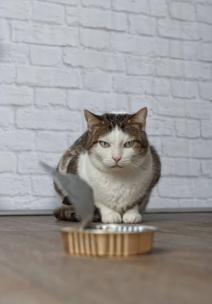 Alte Gestromte Katze Starrt Mürrisch Auf Eine Leere Futterschale — Stockfoto